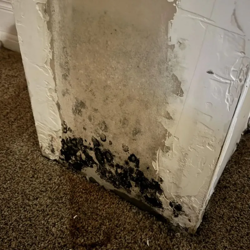 Professional Mold Removal in Live Oak, CA